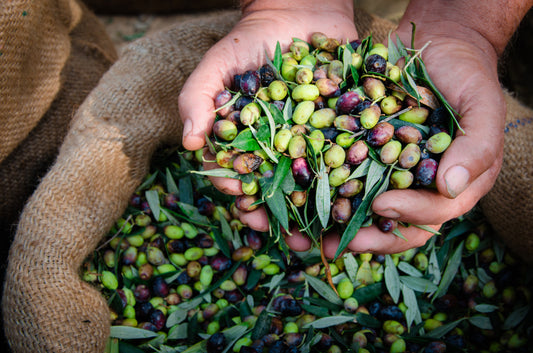 The Olive Harvest