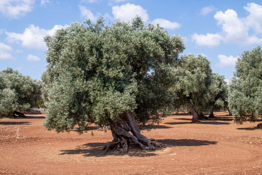 A Year in the Life of an Olive Tree